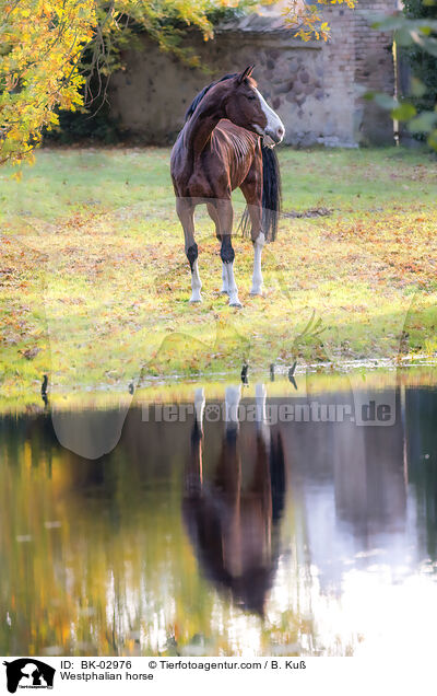 Westphalian horse / BK-02976