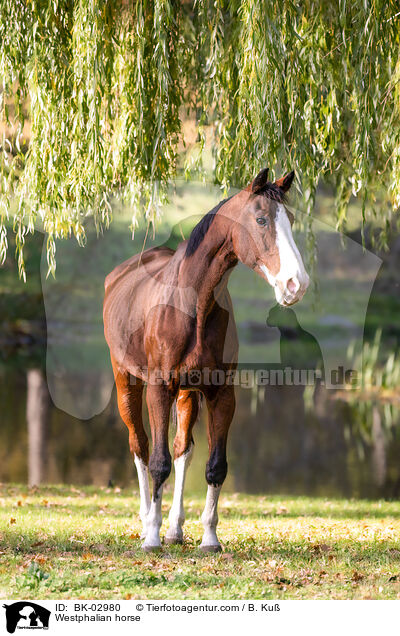 Westfale / Westphalian horse / BK-02980