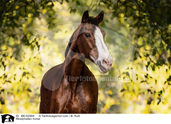 Westfale / Westphalian horse / BK-02984