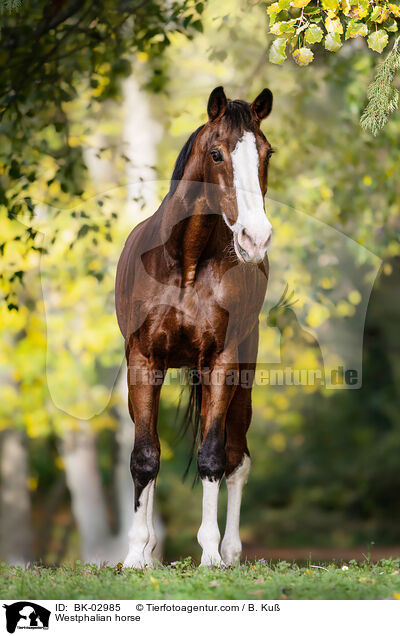 Westfale / Westphalian horse / BK-02985