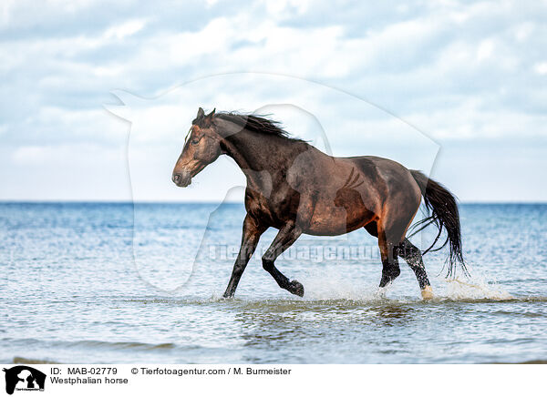 Westfale / Westphalian horse / MAB-02779