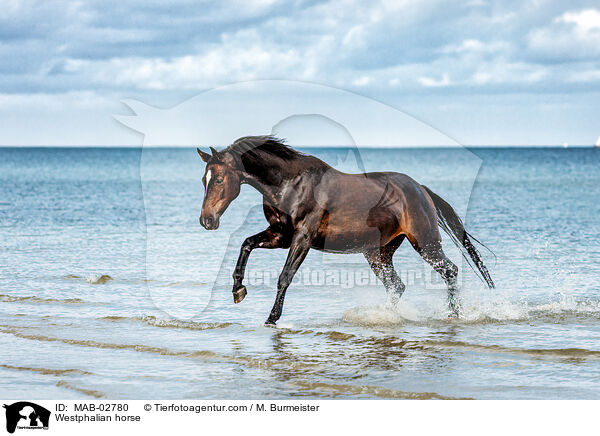 Westfale / Westphalian horse / MAB-02780
