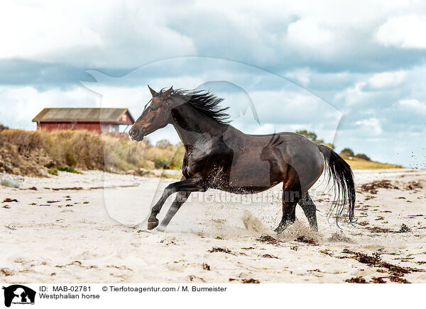 Westphalian horse / MAB-02781
