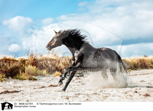 Westfale / Westphalian horse / MAB-02784