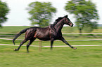 running horse