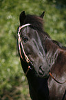 black horse