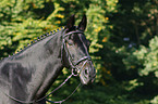 black horse