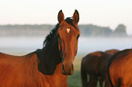 horse portrait