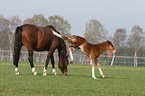 horse foal