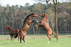 playing horses