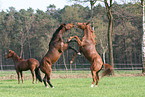 playing horses