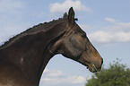 warmblood portrait