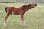 horse foal