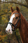 warmblood portrait