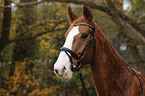 warmblood portrait