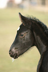 warmblood foal