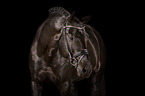 Westphalian Horse Portrait