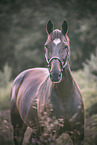 Westphalian Horse Portrait