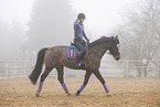 Westphalian mare