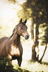 Westphalian horse mare