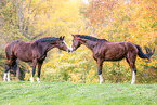 Westphalian horses