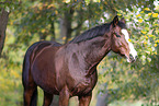 Westphalian horse