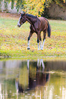Westphalian horse