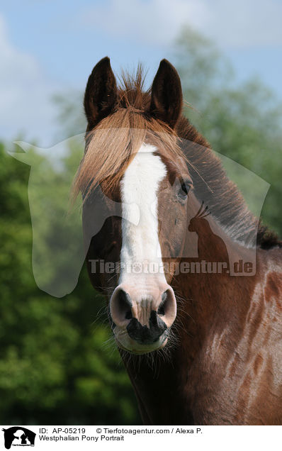 Westflisches Reitpony Portrait / Westphalian Pony Portrait / AP-05219