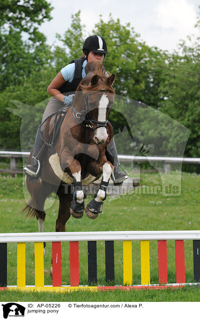 Westflisches Reitpony am Sprung / jumping pony / AP-05226