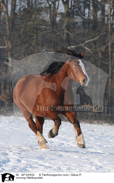 running Wielkopolski / AP-04542