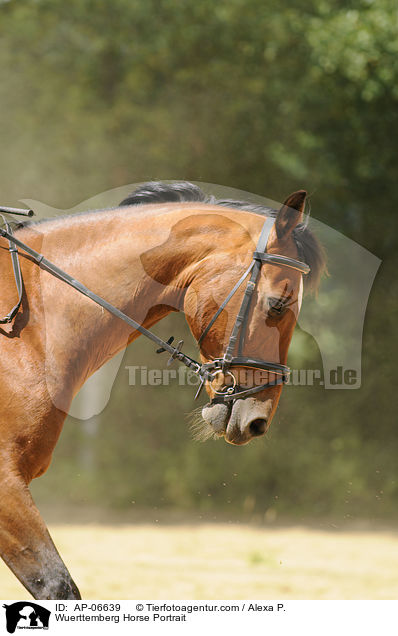 Wuerttemberg Horse Portrait / AP-06639
