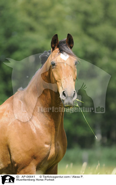 Wuerttemberg Horse Portrait / AP-06641