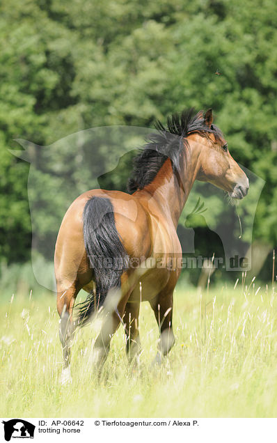 trotting horse / AP-06642