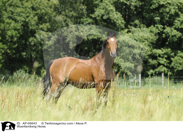 Wuerttemberg Horse / AP-06643
