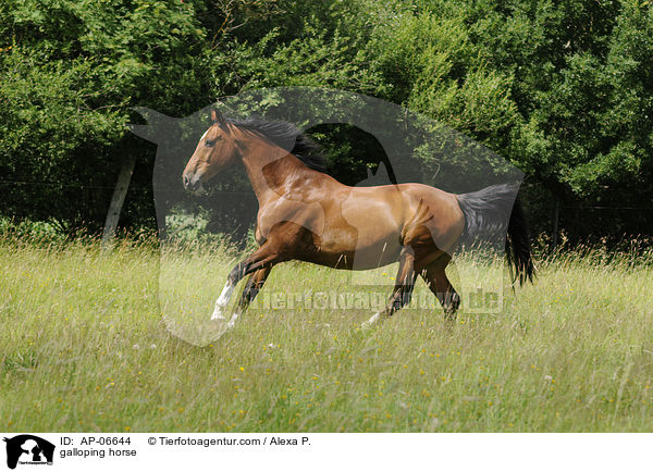 galloping horse / AP-06644