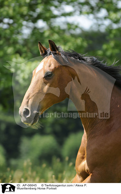 Baden-Wrttemberger Portrait / Wuerttemberg Horse Portrait / AP-06645