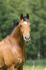 Wuerttemberg Horse Portrait