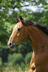 Wuerttemberg Horse Portrait