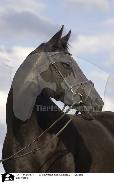 altes Pferd / old horse / TM-01671