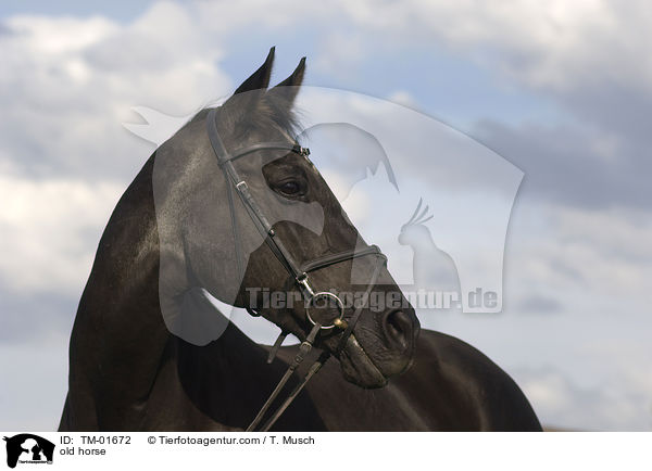altes Pferd / old horse / TM-01672