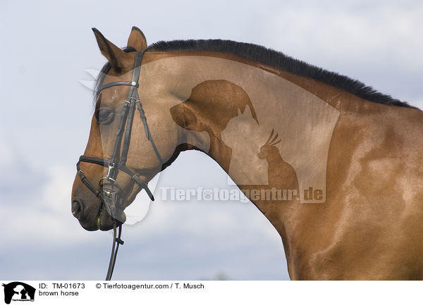 Wrttemberger / brown horse / TM-01673