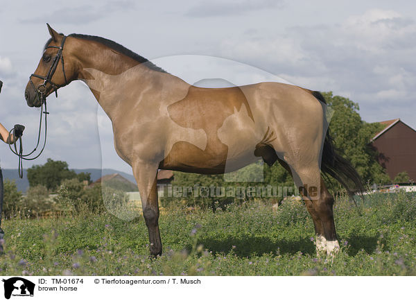 Wrttemberger / brown horse / TM-01674