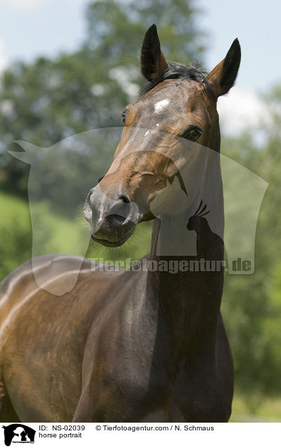 horse portrait / NS-02039