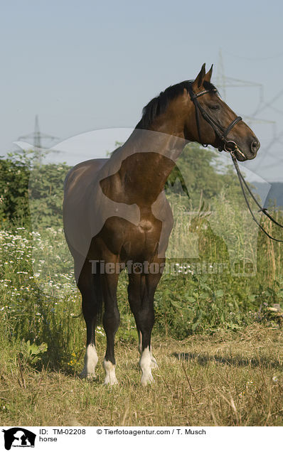 horse / TM-02208