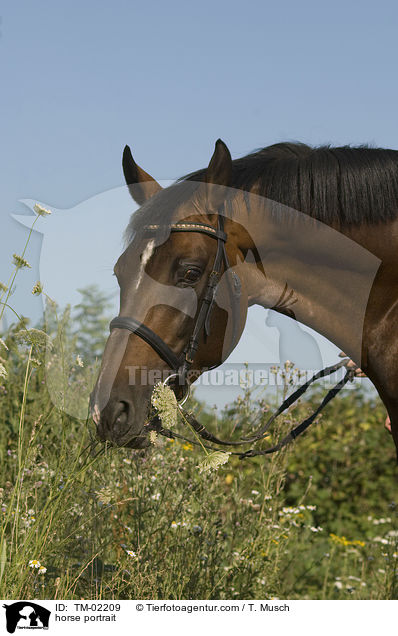 horse portrait / TM-02209