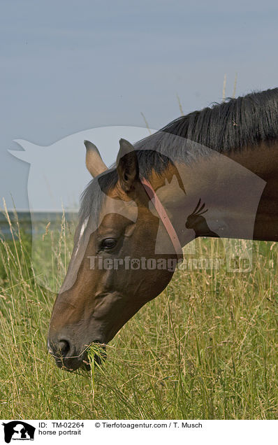 horse portrait / TM-02264