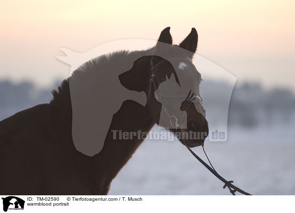 Wrttemberger Portrait / warmblood portrait / TM-02590