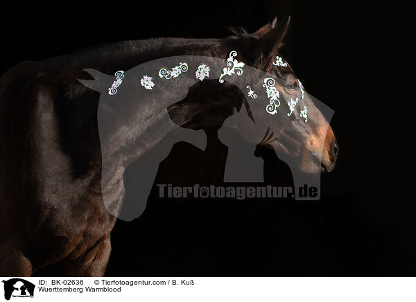 Wrttemberger / Wuerttemberg Warmblood / BK-02636
