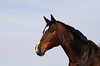 Wuerttemberg Warmblood Portrait