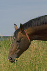 horse portrait